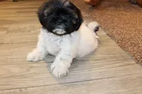 Mac, a male Shih Tzu for sale in Norwood, MO – Photo 1 of 8