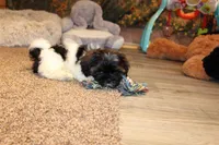 Mac, a male Shih Tzu for sale in Norwood, MO – Photo 7 of 8