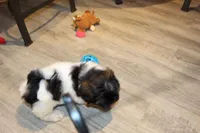 Mac, a male Shih Tzu for sale in Norwood, MO – Photo 6 of 8