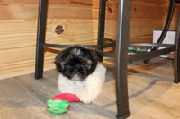 Mac, a male Shih Tzu for sale in Norwood, MO – Photo 5 of 8