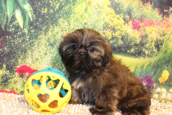 Tyler, a male Shih Tzu for sale in Norwood, MO – 1 of 9