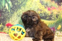 Tyler, a male Shih Tzu for sale in Norwood, MO – 1 of 9