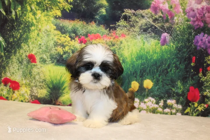 Mayla – Shih Tzu puppy for sale in Norwood, MO