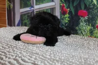 Katie Bug, a female Shih Tzu for sale in Norwood, MO – 8 of 10