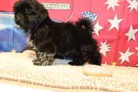 Amika, a female Shih Tzu for sale in Norwood, MO – 6 of 7