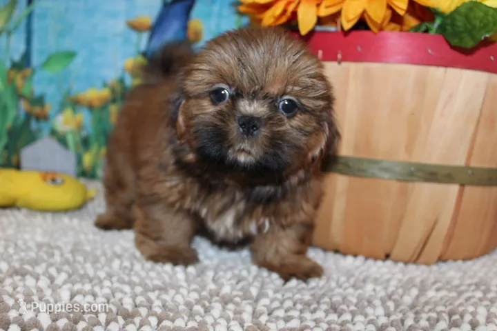 Alvin – Shih Tzu puppy for sale in Norwood, MO