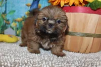 Alvin, a male Shih Tzu for sale in Norwood, MO – 1 of 7