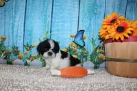 Lane, a male Shih Tzu for sale in Norwood, MO – 4 of 9