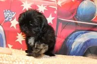 Amika, a female Shih Tzu for sale in Norwood, MO – 3 of 7