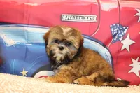 JR, a male Shih Tzu for sale in Norwood, MO – 7 of 8