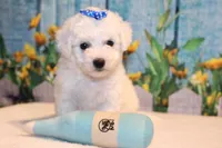 Brody, a male Bichon Frise for sale in Norwood, MO – 1 of 8