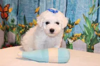 Brody, a male Bichon Frise for sale in Norwood, MO – 6 of 8