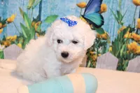 Brody, a male Bichon Frise for sale in Norwood, MO – 7 of 8