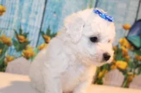 Brody, a male Bichon Frise for sale in Norwood, MO – 5 of 8