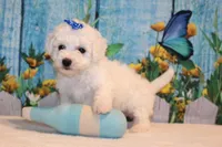 Brody, a male Bichon Frise for sale in Norwood, MO – 2 of 8