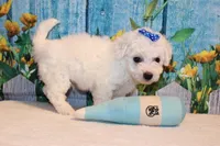 Brody, a male Bichon Frise for sale in Norwood, MO – 3 of 8