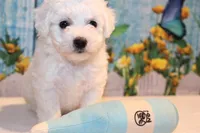 Brody, a male Bichon Frise for sale in Norwood, MO – 4 of 8