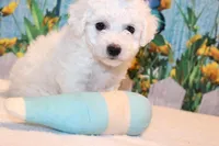 Brody, a male Bichon Frise for sale in Norwood, MO – 8 of 8