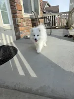 snow ball, a male Samoyed for sale in Aurora, CO – 6 of 8