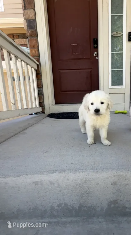 max – Golden Retriever, English Cream Golden Retriever puppy for sale in Aurora, CO