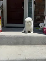 cotton candy, a female Samoyed for sale in Aurora, CO – 7 of 10