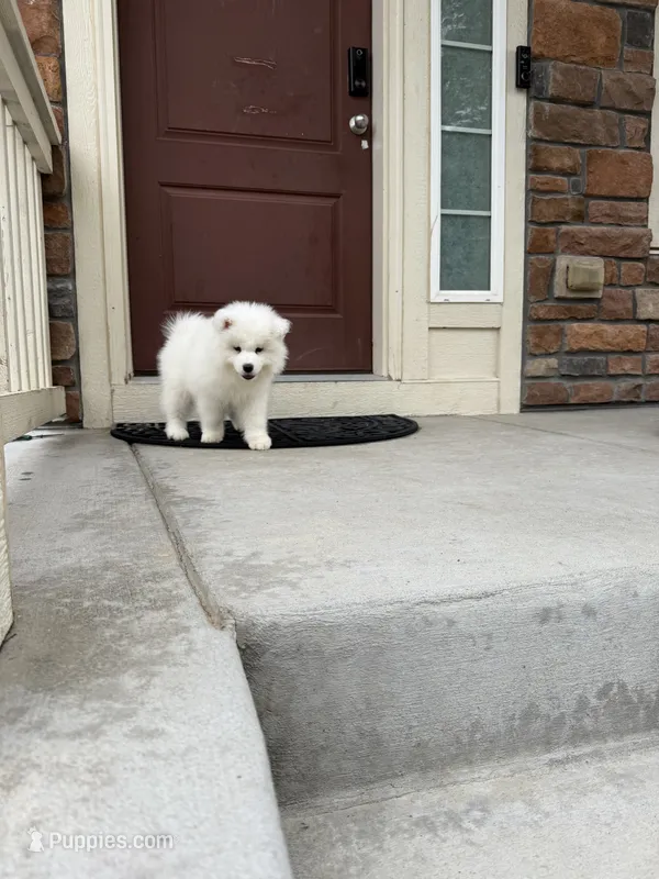 cotton candy – Samoyed puppy for sale in Aurora, CO