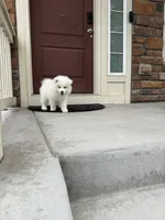 cotton candy, a female Samoyed for sale in Aurora, CO – 1 of 10