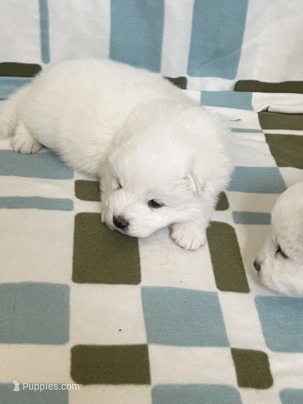 cotton candy – Samoyed puppy for sale in Aurora, CO