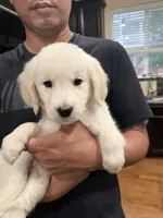 Pola（last one）, a female Golden Retriever and English Cream Golden Retriever for sale in Aurora, CO – 2 of 4