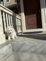 cotton candy, a female Samoyed for sale in Aurora, CO – 2 of 10