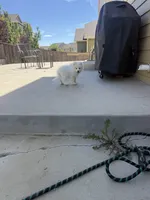 chase（last boy）, a male Samoyed for sale in Aurora, CO – 3 of 5