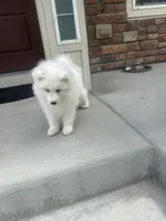 seven（local only）, a male Samoyed for sale in Aurora, CO – 2 of 3