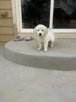 Chase, a male Golden Retriever and English Cream Golden Retriever for sale in Aurora, CO – 5 of 7
