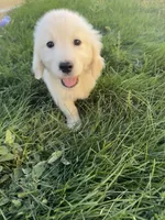 Pola, a female Golden Retriever and English Cream Golden Retriever for sale in Aurora, CO – 6 of 8