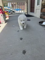 Snow ball, a male Samoyed for sale in Aurora, CO – 3 of 6