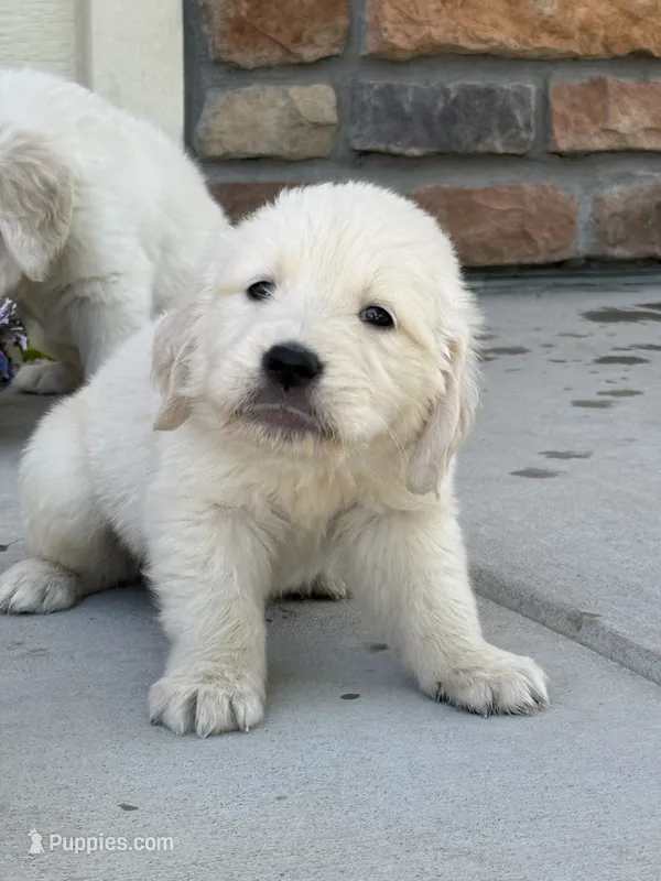 nugget – Golden Retriever, English Cream Golden Retriever puppy for sale in Aurora, CO