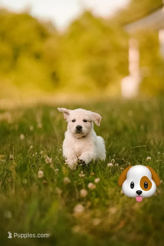Pola – Golden Retriever, English Cream Golden Retriever puppy for sale in Aurora, CO