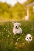 Pola, a female Golden Retriever and English Cream Golden Retriever for sale in Aurora, CO – 1 of 8