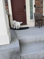 seven, a male Samoyed for sale in Aurora, CO – 6 of 9