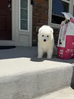 cotton candy, a female Samoyed for sale in Aurora, CO – 8 of 10
