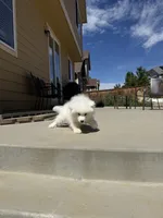 chase（last boy）, a male Samoyed for sale in Aurora, CO – 5 of 5