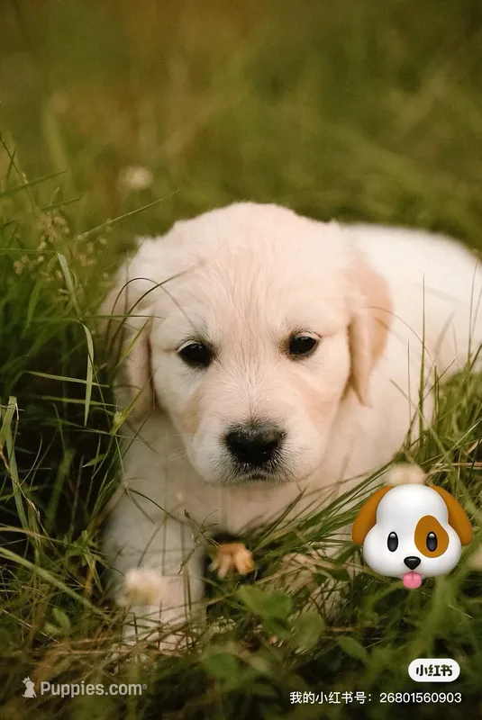 Chase – Golden Retriever, English Cream Golden Retriever puppy for sale in Aurora, CO