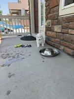 cotton candy, a female Samoyed for sale in Aurora, CO – 10 of 10