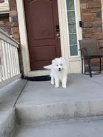 seven, a male Samoyed for sale in Aurora, CO – 1 of 9