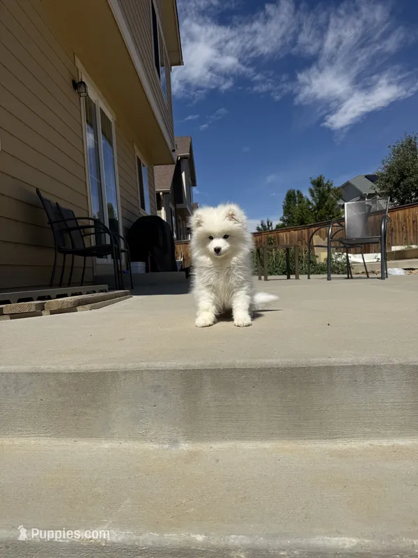 chase（last boy） – Samoyed puppy for sale in Aurora, CO