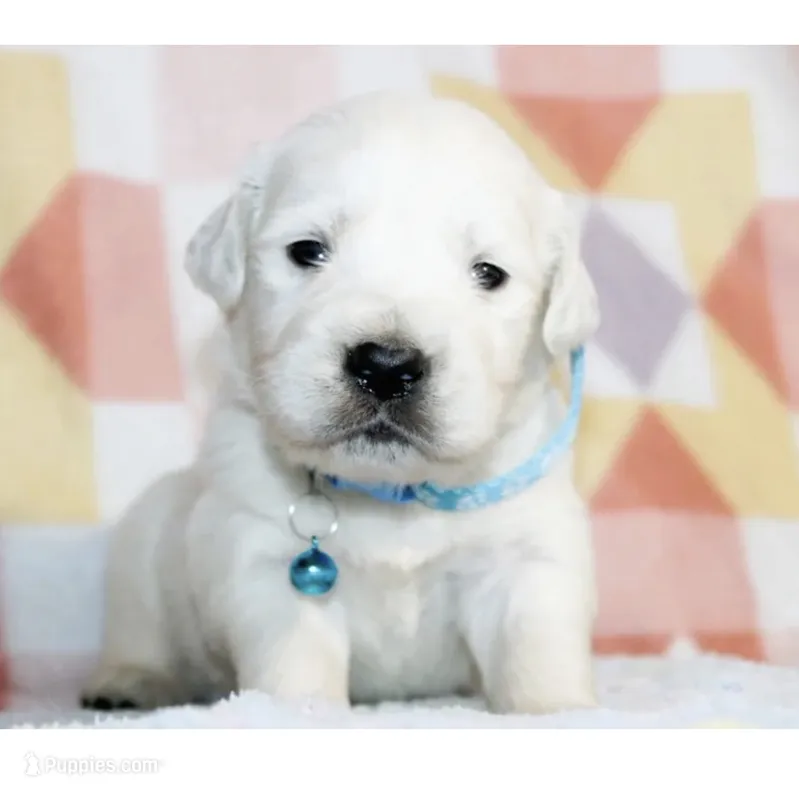 nugget – Golden Retriever, English Cream Golden Retriever puppy for sale in Aurora, CO