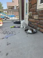 Snow ball, a male Samoyed for sale in Aurora, CO – 6 of 6