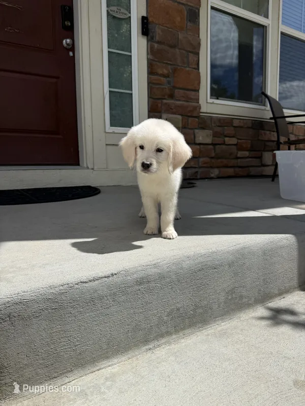 Pola – Golden Retriever, English Cream Golden Retriever puppy for sale in Aurora, CO