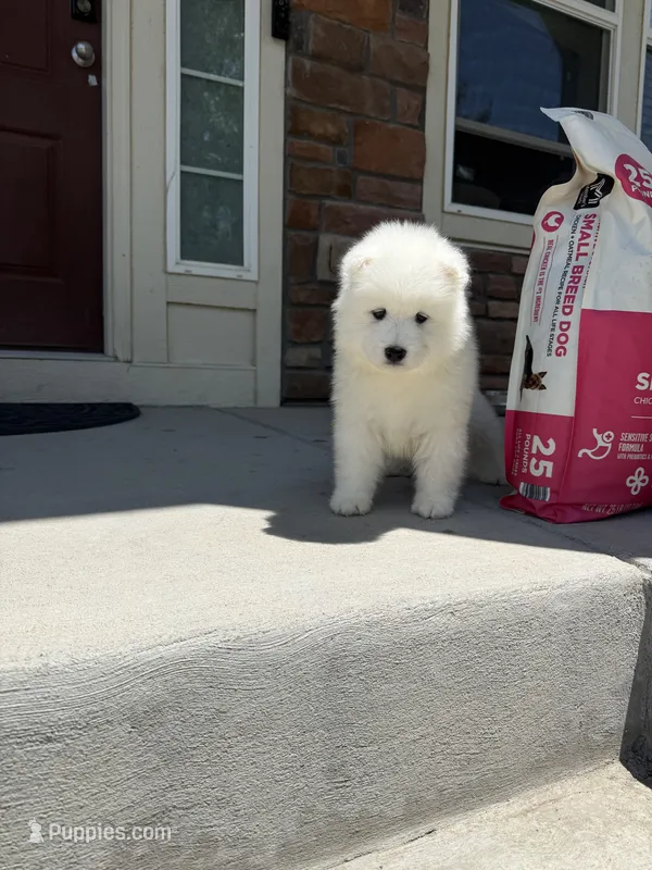 Snow ball – Samoyed puppy for sale in Aurora, CO