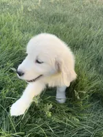 Pola, a female Golden Retriever and English Cream Golden Retriever for sale in Aurora, CO – 5 of 8